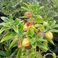 Ashwagandha Powder